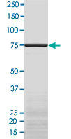 2 &mu;g/lane SDS-PAGE Stained with Coomassie Blue